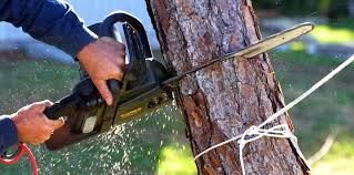 Exeter, CA Tree Removal and Landscaping Services Company